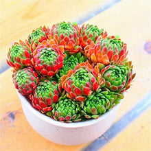 Sempervivum Succulent Seeds