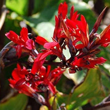 Canna Edulis Seeds