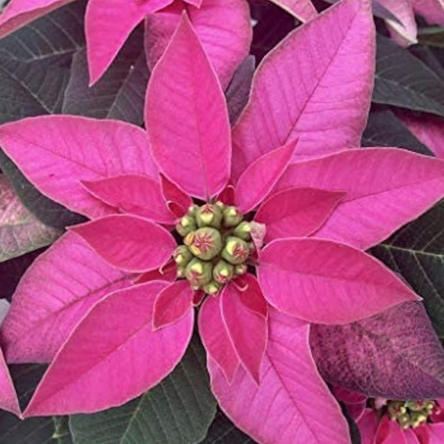 Pink Poinsettia Seeds up to 50%