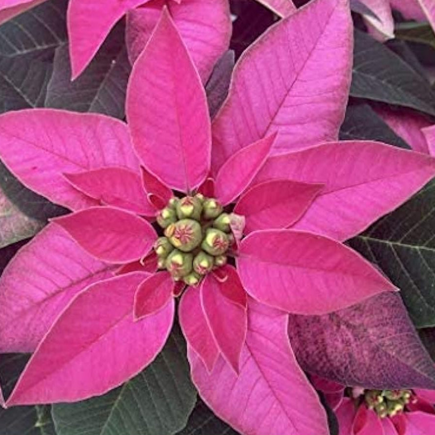 Pink Poinsettia Seeds