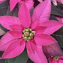 Pink Poinsettia Seeds