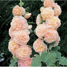 Sky Blue Hollyhock Flower Seeds
