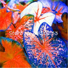 Salmon Pink Caladium Seeds
