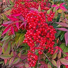 Heavenly Bamboo Seeds