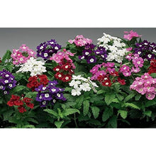 Dwarf Verbena Seeds