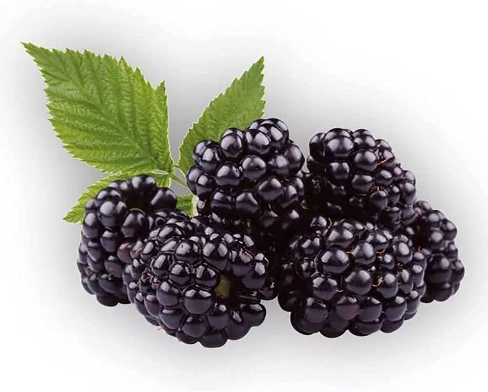 Mulberry Tree Seeds up to 50%