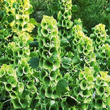 Bells of Ireland Seeds