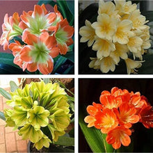 Clivia Lily Flower Seeds