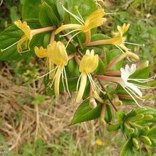 Japanese Honeysuckle Seeds
