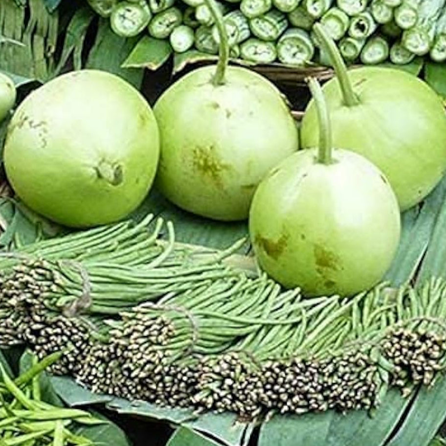 Round Bottle Gourd Seeds up to 50%