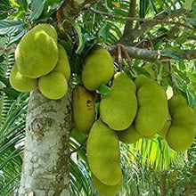 Breadfruit Tree Seeds