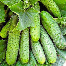 Nezhin Pickling Cucumber Seeds