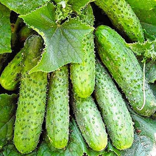 Nezhin Pickling Cucumber Seeds