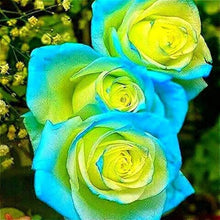 Green Rose Rare Color Perennial Flower Home & Garden Decoration Seeds