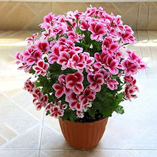 Garden Geranium Flower Seeds