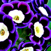 Blue Petunia Seeds