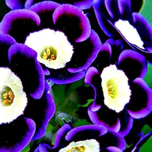 Blue Petunia Seeds