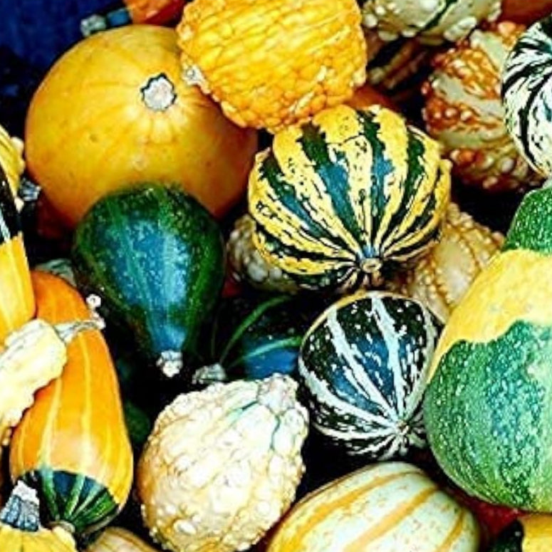 Decorative Pumpkin Mix Seeds up to 50%