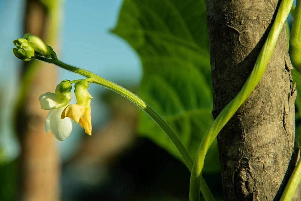 Long Red Noodle Bean Seeds up to 50%