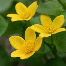 Marsh Marigold Flower Seeds