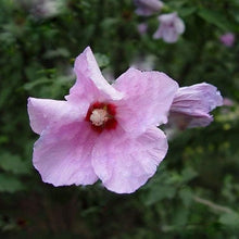 Giant Hibiscus Seeds