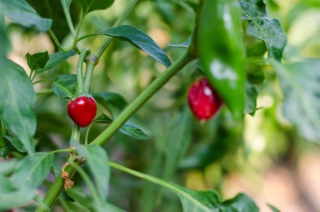 Chiltepin Pepper Seeds up to 50%