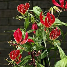Flame Lily Seeds