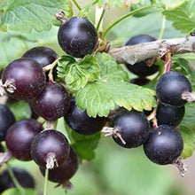 Jostaberry Seeds