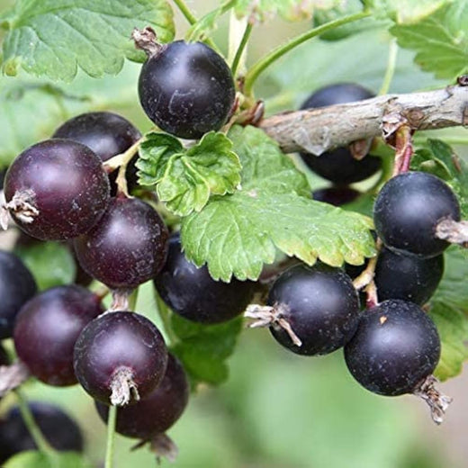Jostaberry Seeds