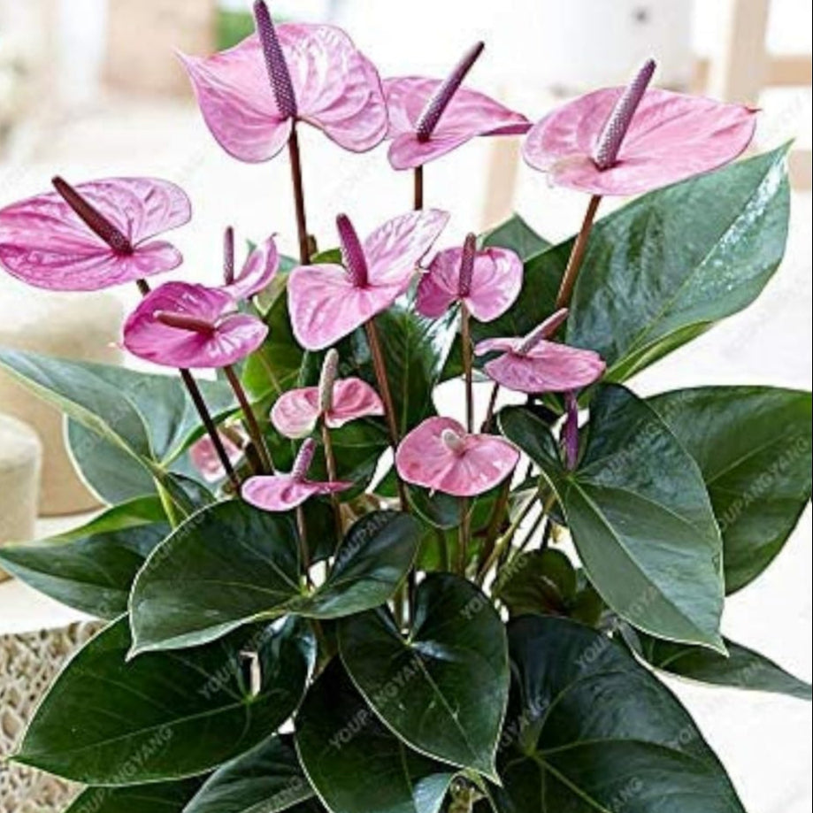 Purple Anthurium Flower Seeds