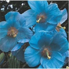 Sky Blue Hollyhock Flower Seeds