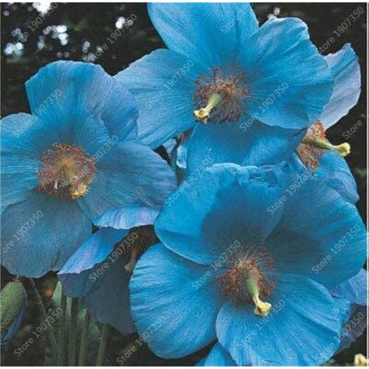 Sky Blue Hollyhock Flower Seeds