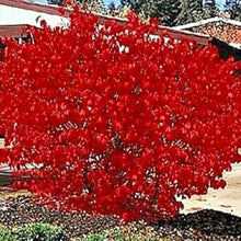 Burning Bush Kochia Seeds