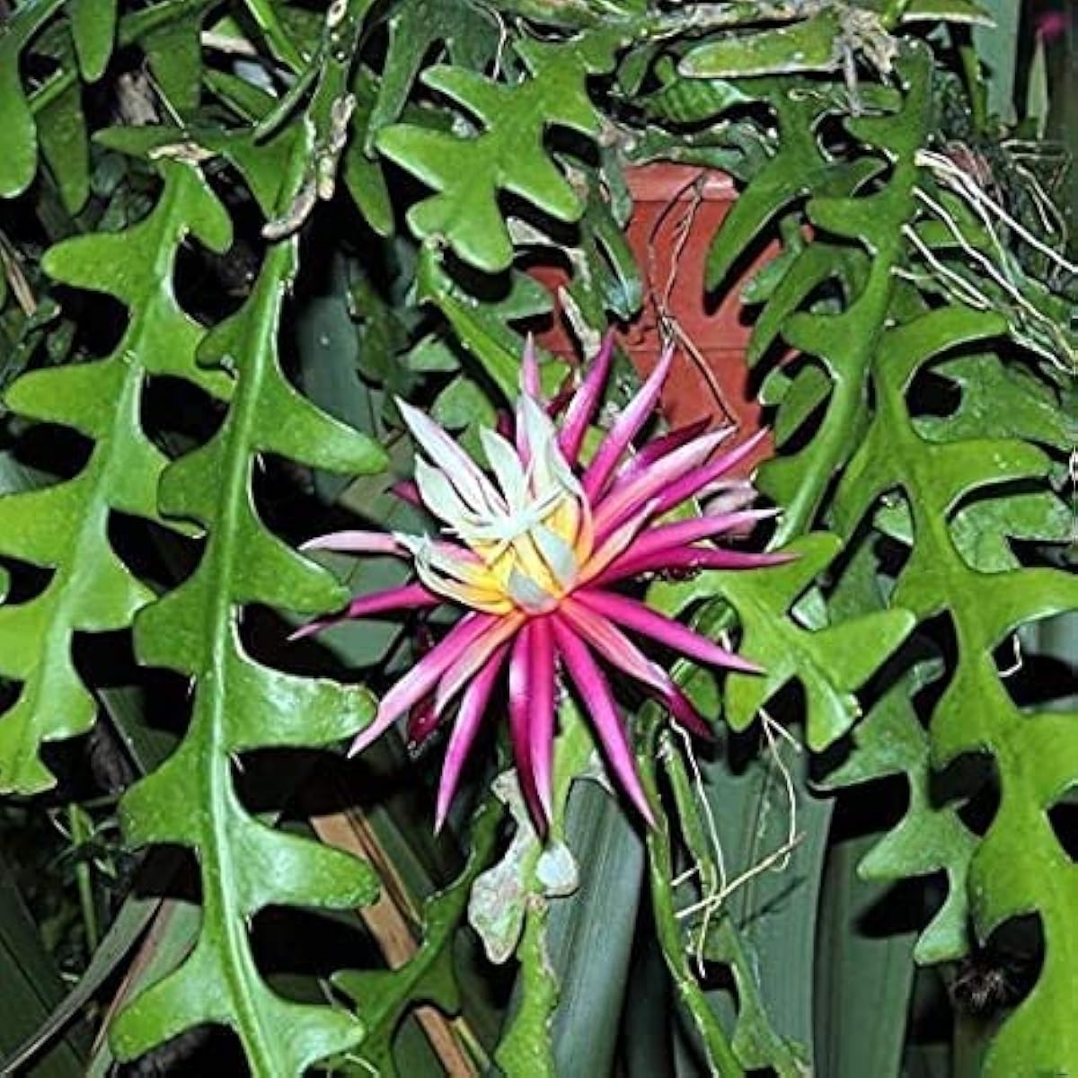 Fishbone Cactus Seeds up to 50%