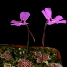 Pink Bladderwort Seeds