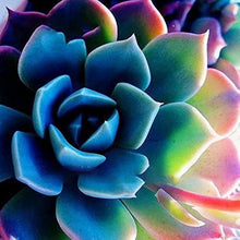 Peony Succulent Seeds