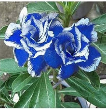 Blue White Desert Rose Seeds