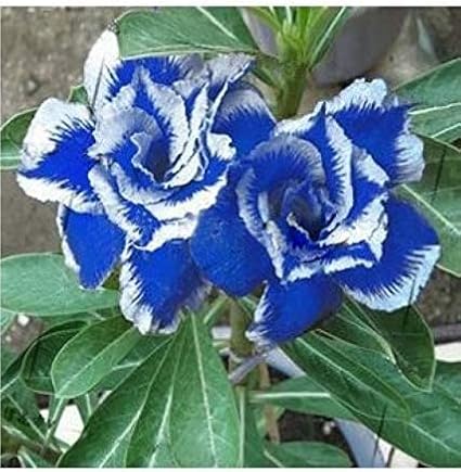 Blue White Desert Rose Seeds