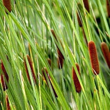 Dwarf Cattail Seeds