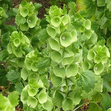 Bells of Ireland Flower Seeds