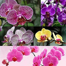 Phalaenopsis Orchid Seeds