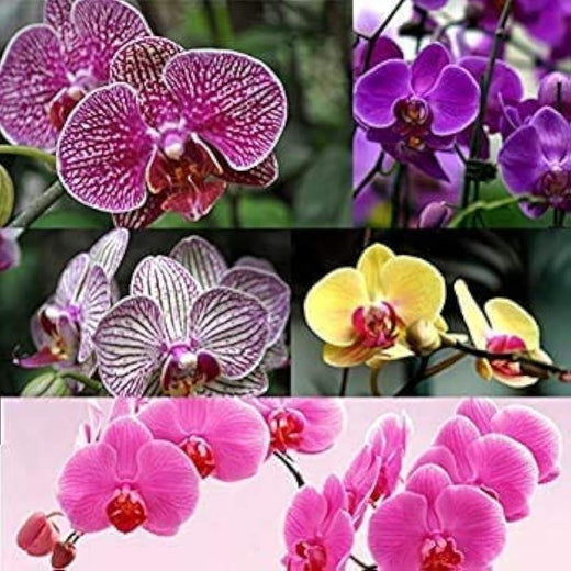 Phalaenopsis Orchid Seeds
