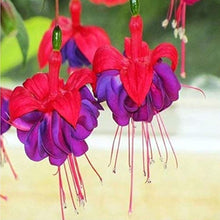 Fuchsia Seeds - Purple Bell