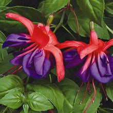 Fuchsia Seeds - Purple Bell