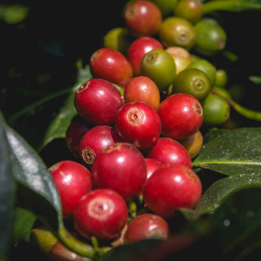 Robusta Coffee Plant Seeds up to 50%