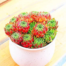 Sempervivum Succulent Seeds