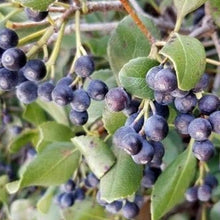 Black Hawthorn Seeds