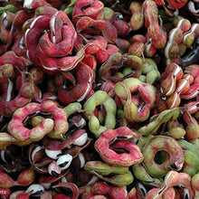 Madras Thorn Tree Seeds