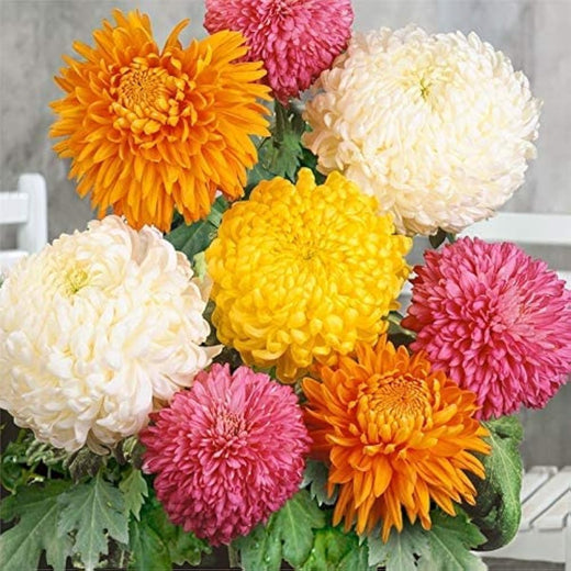 Chrysanthemum Flower Seeds