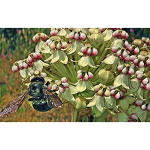 Woollypod Milkweed Seeds